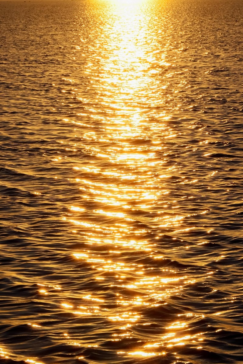 Sunlight Requirements